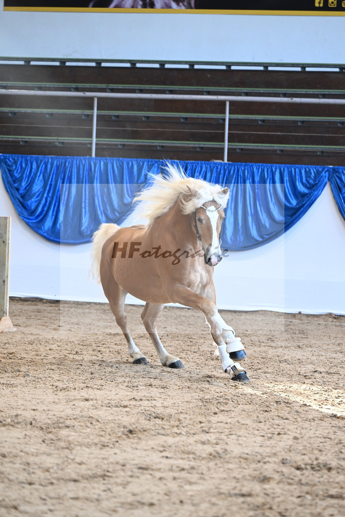 Kat-Nr. 25 Bandit v. Barios_Haflingergestuet Meura_48250526 | hf-fotografie - Realisiert mit Pictrs.com