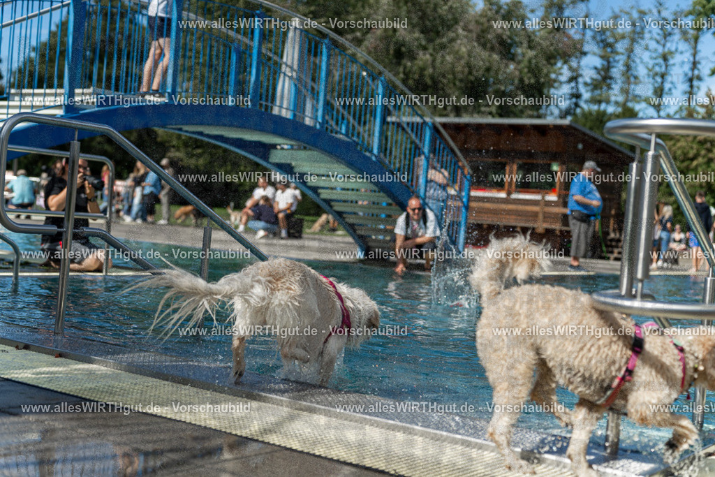 Hundeschwimmen_Volksbad_2026-allesWIRTHgut_Tierfotografie-2609061216-112611-7R509999 | Professionelle Tierfotografie in Mönchengladbach von Daniel Wirth (allesWIRTHgut). Liebevolle & natürliche Bilder von Hunden & Katzen für unvergessliche Erinnerungen.