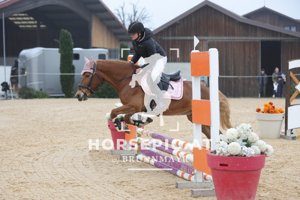 0P6A8262 | Willkommen bei Brunnmayr - Design & Fotografie – Ihrem Spezialisten für Reitturniere und Pferdeveranstaltungen in Oberösterreich, Salzburg und Bayern! Seit über 17 Jahren sind wir leidenschaftlich dabei.