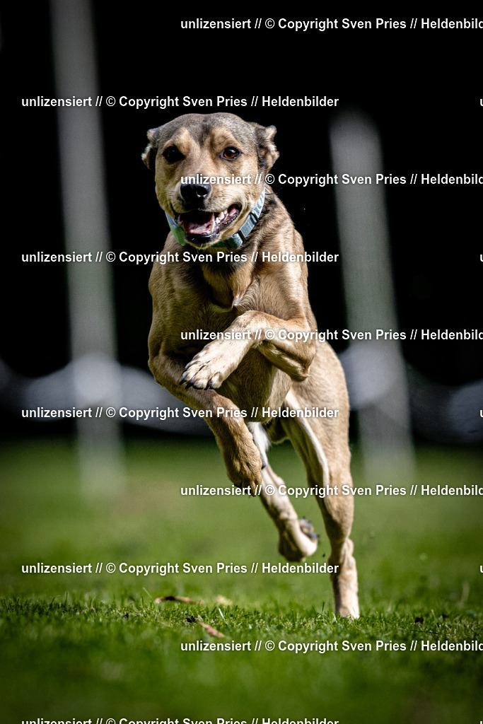 Sven Pries | 2025-10-03 - Hunderennen Obergrombach - Realisiert mit Pictrs.com