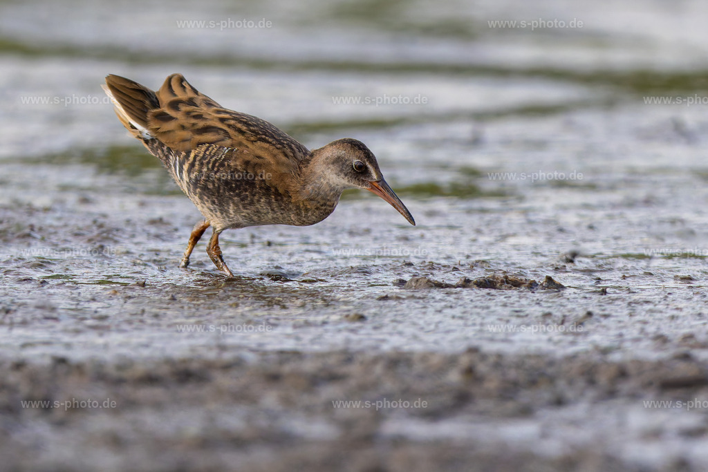 Wasserralle | Die Wasserralle hat den kompletten Sommer nur gerufen und sich versteckt.. doch heute hat sie sich der Herausforderung des Fotografierens gestellt..  - Realisiert mit Pictrs.com