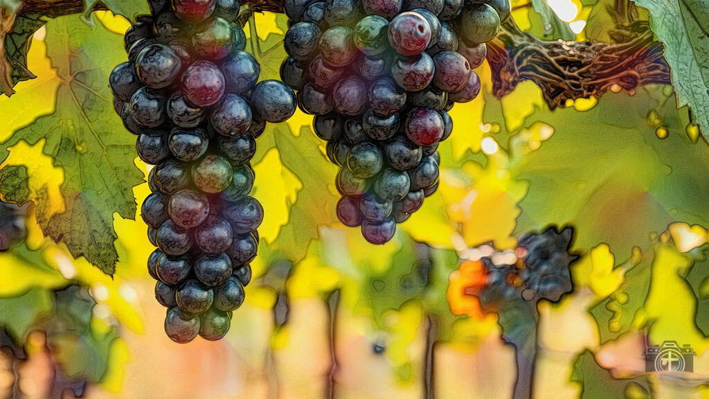 Schwarze Traube - 4k - DigiART | Entdecken Sie eine vielfältige Auswahl individueller Fotos zum Kauf auf picturalux.de. Finden Sie hochwertige Bilder für Ihre Projekte, die Ihre Botschaft perfekt unterstreichen. Stöbern Sie jetzt und verleihen Sie Ihren Inhalten das gewisse Etwas! - Realisiert mit Pictrs.com
