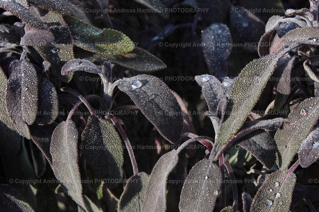 Salbei im Morgentau | Salbei im MorgentauNach einer frostigen Nacht bildet sich in der Sonne auf den Salbeiblättern der Morgentau. Bei genauem Hinsehen sind die pelzigen Blätter sehr detailreich fotografiert, ebenso die Wassertropfen. - Realisiert mit Pictrs.com
