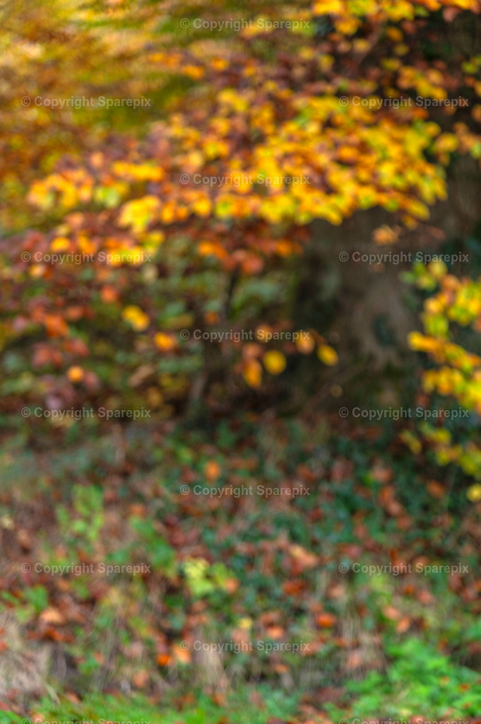 CRO_Autumn_Forest24_Bokeh | sparepix - Realisiert mit Pictrs.com