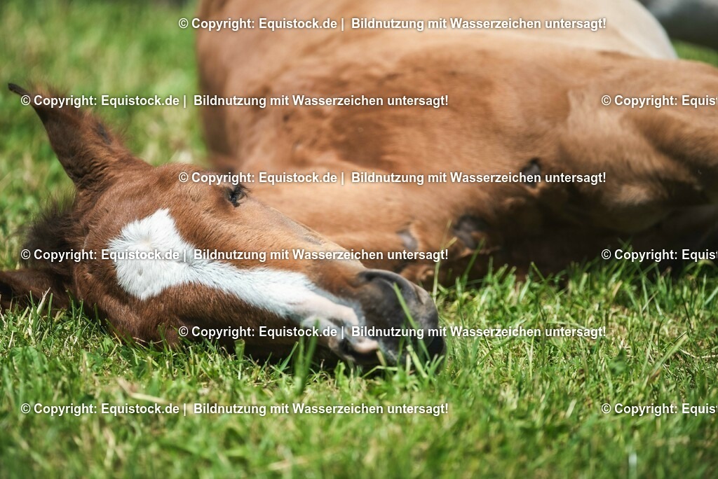 20210617_Fohlen_0286 | Foto: Thomas Hartig