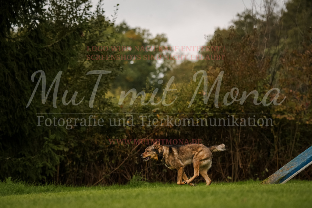 20251005_THS_Turnier-665 | MuT (Mensch und Tier) mit Mona - Fotografie und Tierkommunikation - Realisiert mit Pictrs.com