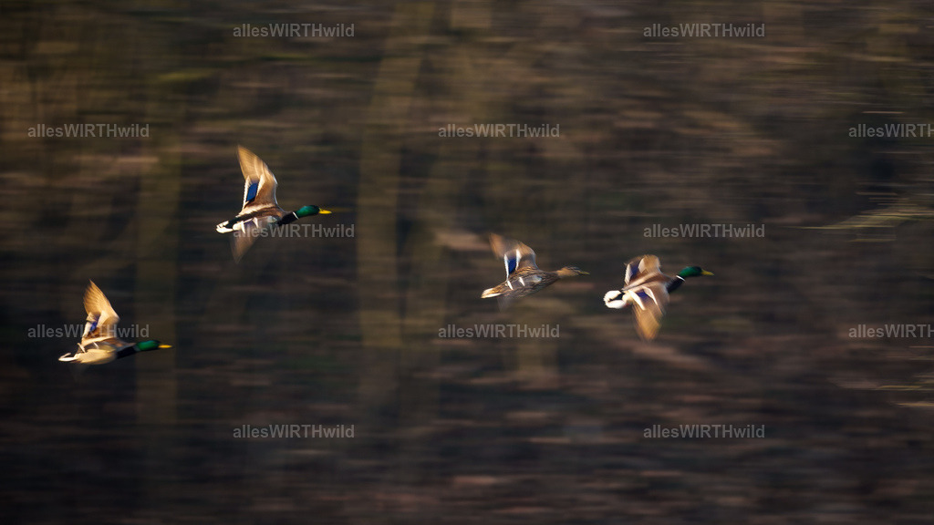 Daniel Wirth - www.allesWIRTHwild.de -7IV06609 | Entdecke die faszinierende Welt der Natur- und Wildlife-Fotografie von Daniel und Bärbel. Inspirierende Bilder von wilden Tieren und kleinen Naturwundern.
