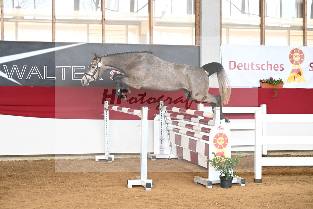 Kat-Nr. 40 Zaphira Blue v. Zaccorado Blue_Walter_7250814 | hf-fotografie - Realizzato con Pictrs.com