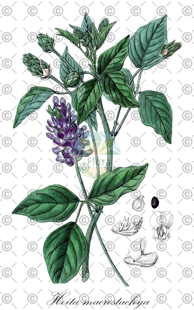 HistAbb_EMP_140241_SRC_Schlechtendal_FLORAD_SIMPLE | Historische Abbildung von Hoita macrostachya - Fabaceae | Historical Illustration of Hoita macrostachya - Fabaceae