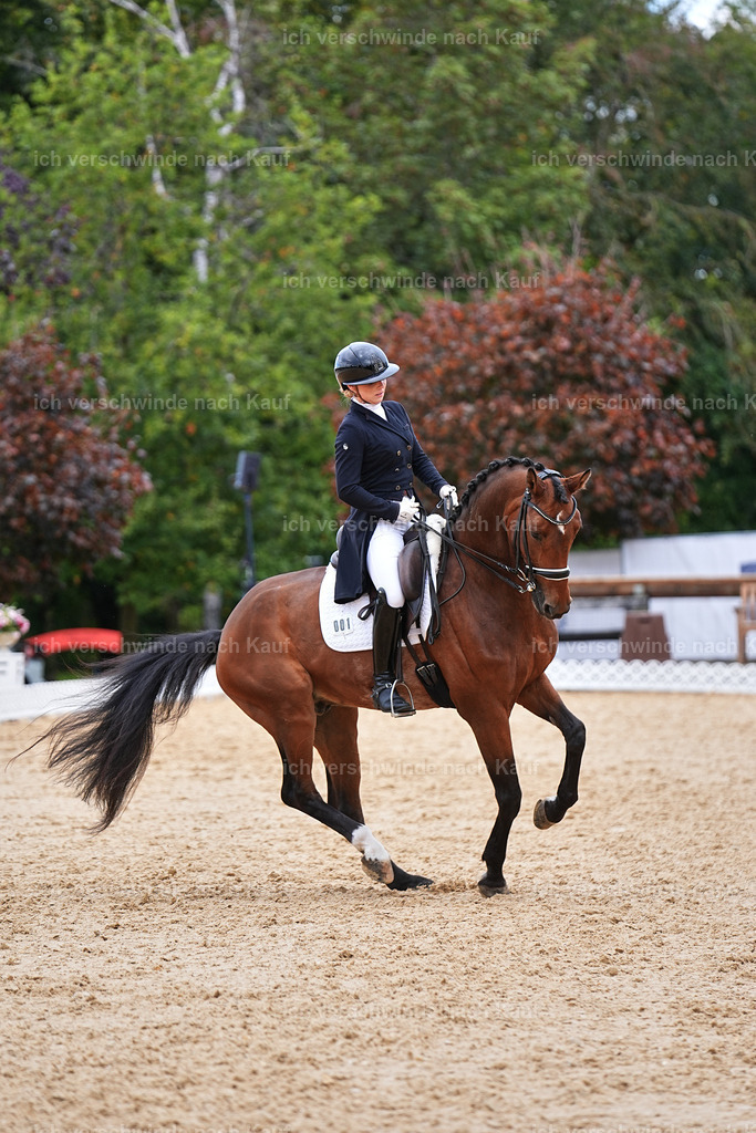 6-001-AMATUER-DRESSUR S_  -Marixx-3731 | working equitationturnier fotograf videograf stoibphotography marixx film working equitation deutschland reitsport turnierfotografie eventfotografie equestrian events