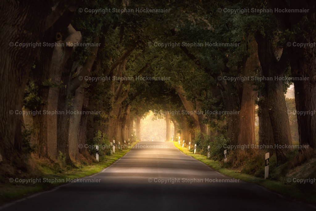 Baumallee auf der Insel Rügen | Wandbilder online kaufen. Bring Atmosphäre in deine Räume.
Egal ob für private Räume, Arztpraxen, Hotels oder Pensionen. Die Wandbilder  in verschiedenen Größen auf Leinwand, Alu-Dibond, Acrylglas, Holz und vieles mehr.


 - Realisiert mit Pictrs.com