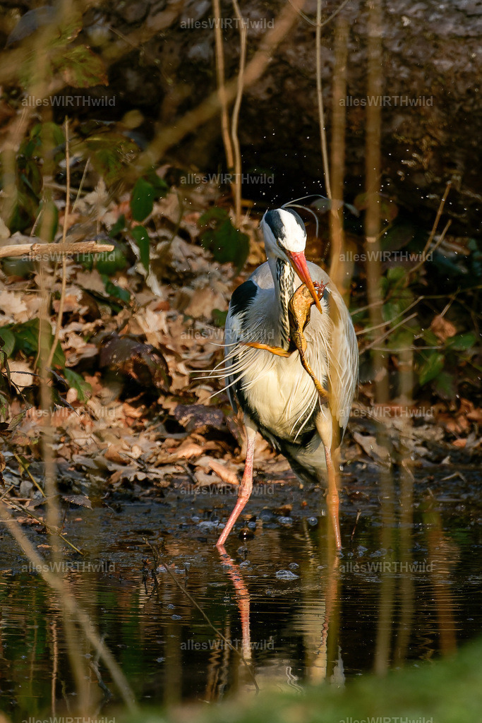 Daniel Wirth - www.allesWIRTHwild.de -7IV09192-2-ARW_DxO | Entdecke die faszinierende Welt der Natur- und Wildlife-Fotografie von Daniel und Bärbel. Inspirierende Bilder von wilden Tieren und kleinen Naturwundern.