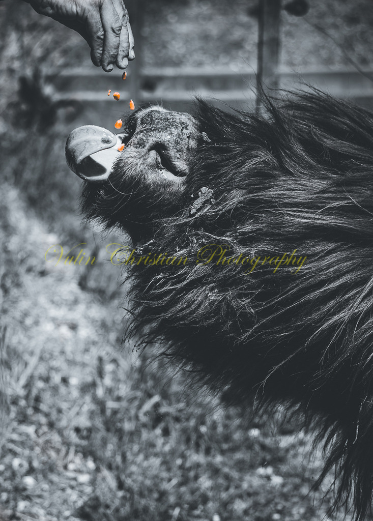 P 92 | Christian Vulin  - Realisiert mit Pictrs.com