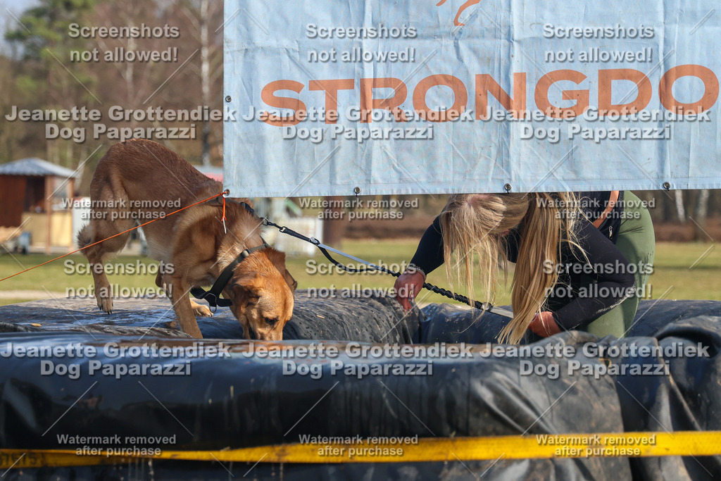 Dog Paparazzi - Strongdog North Mrz26-2714 | Dog Paparazzi Jeanette Grottendiek Fotografie & Videografie - Realisiert mit Pictrs.com