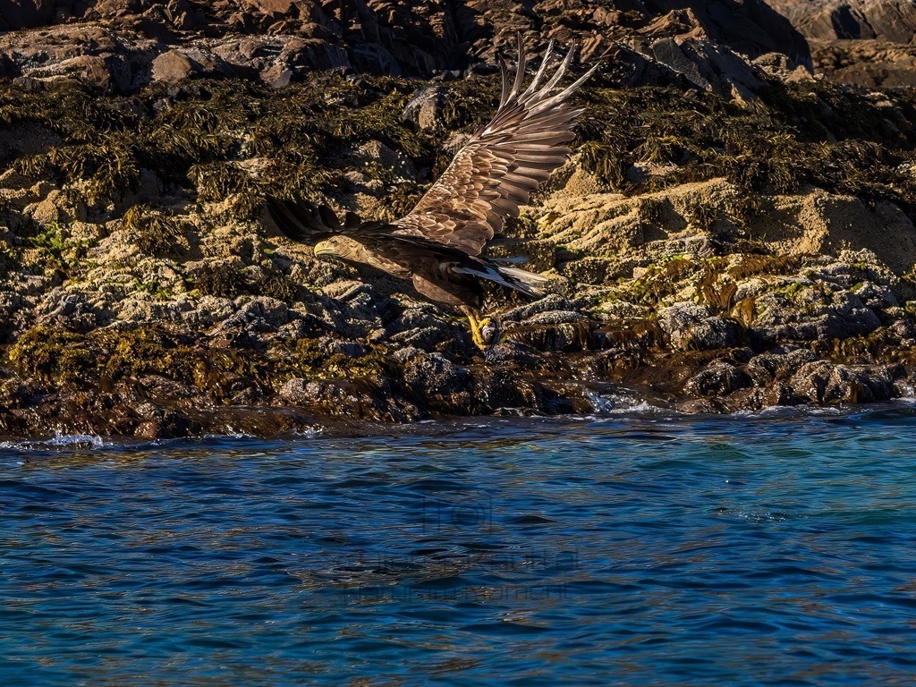 P1001636-LR-topaz-denoise-enhance | Natur im Moment - Realisiert mit Pictrs.com