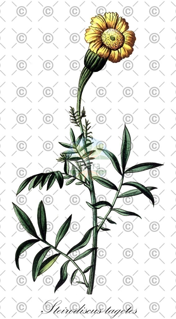 HistAbb_wfo-0000435203_2_ENZY_Simple | Historische Abbildung von Steirodiscus tagetes - Asteraceae | Historical Illustration of Steirodiscus tagetes - Asteraceae