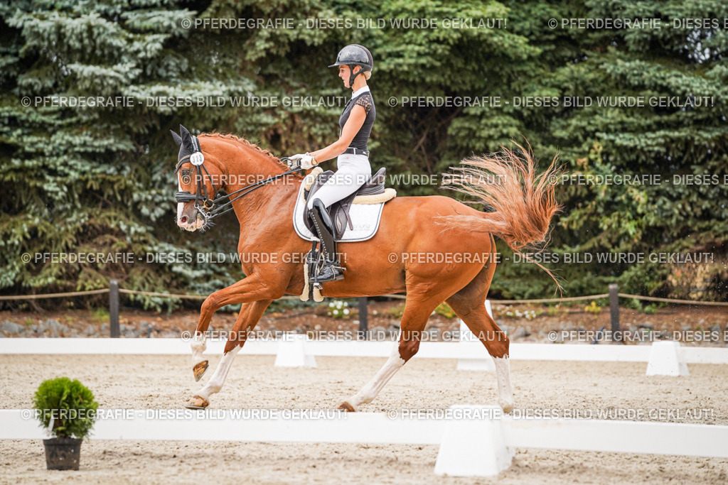 DSC07937 | Pferdegrafie