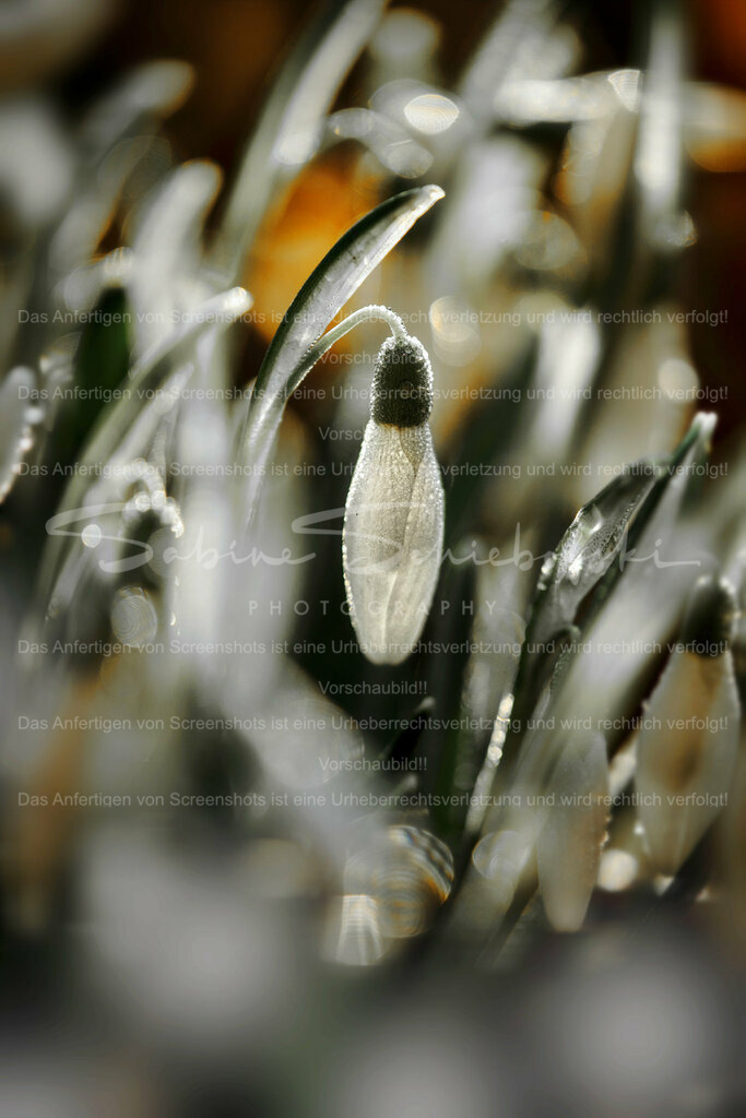 Wandbild Schneeglöckchen | #Schneeglöckchen sind kleine weiße #Blumen, die im späten #Winter oder frühen #Frühling blühen. Sie sind bekannt für ihr zartes Aussehen und gelten oft als Symbol für Hoffnung und #Erneuerung. #Schneeglöckchen sind in #Gärten und #Wäldern in ganz #Europa verbreitet. - Realisiert mit Pictrs.com