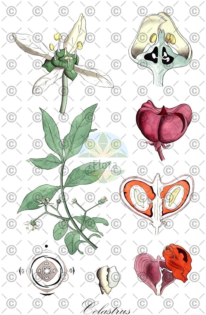HistAbb_EMP_7100881_2_SIMPLE | Historische Abbildung von Celastrus - Celastraceae (Baumwürger) | Historical Illustration of Celastrus - Celastraceae