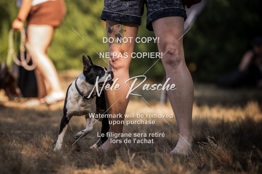 nelerasche_soDD1_247 | nelerasche