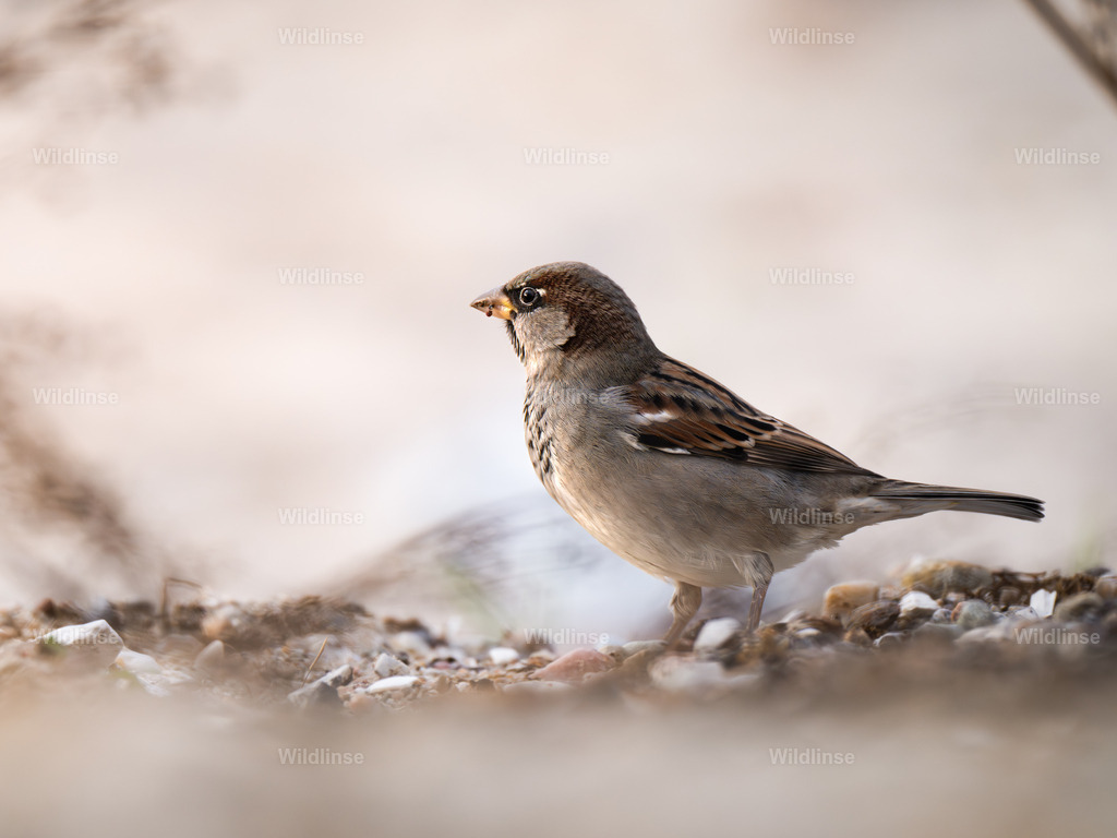Wildlinse-251105-1 | Willkommen bei Wildlinse. Wildtierfotografien aus Schleswig-Holstein: Entdecke einzigartige Fine-Art-Prints und Poster, die Ruhe, Wildnis und die Schönheit unserer heimischen Tierwelt in dein Zuhause bringen. - Realisiert mit Pictrs.com