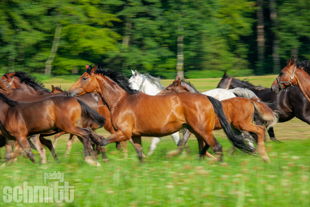 PS-Tiere-2026-8 | Entdecke die größte Bildgalerie der Region mit Fotografien aus dem Allgäu, der Bodenseeregion, Oberschwaben, dem Donautal und der Schwäbischen Alb. Landschaften, Luftaufnahmen und Reisefotografie als Wandbild und Fotokunst. - Realisiert mit Pictrs.com