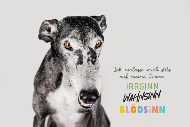 Nico bei Sinnen | Ich verlasse mich stets auf meine Sinne: Irrsinn, Wahnsinn, Blödsinn