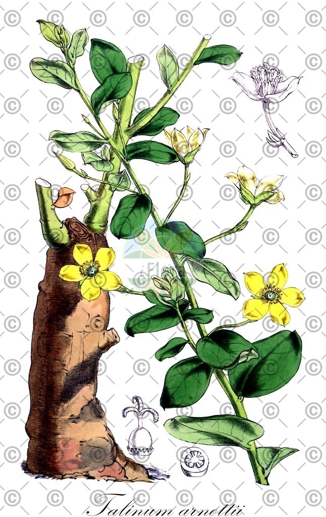 HistAbb_wfo-0001134918_2_ENZY_Simple | Historische Abbildung von Talinum arnottii - | Historical Illustration of Talinum arnottii - 