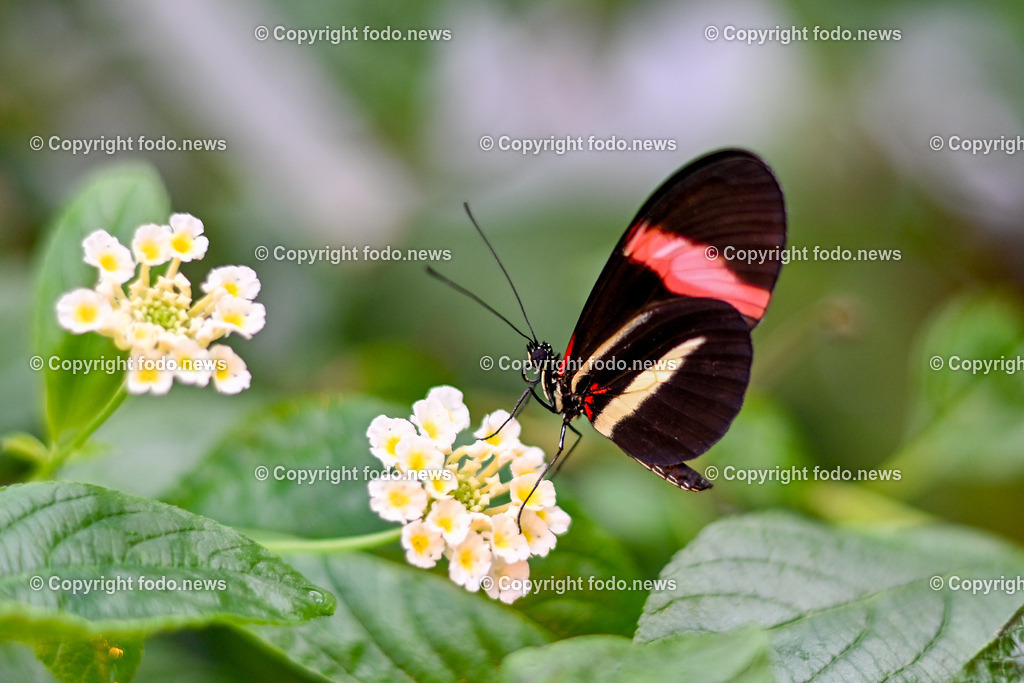 Botanischer Garten Linz_ Schmetterlinge_ 15.01.2025-5 | 15.01.2025, Botanischer Garten Linz, AUT, Schmetterlinge, im Bild tropische Schmetterlinge, Schmetterling, Falter, Natur, Tiere, Blumen, Pflanzen, Insekten, Butterfly, Exotisch, Tropenhaus, Feature, Symbolbild