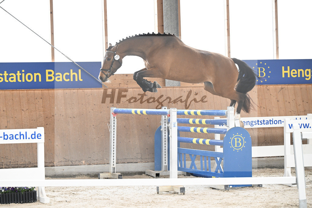 Kat-Nr. 49 Alice M v. Cascadello I_Mayer_5251658 | hf-fotografie - Realisiert mit Pictrs.com