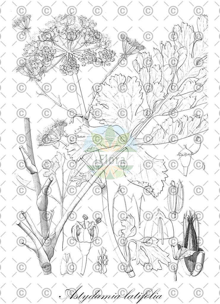 HistAbb_wfo-0000823083_1_ENZY_Simple | Historische Abbildung von Astydamia latifolia - Apiaceae | Historical Illustration of Astydamia latifolia - Apiaceae