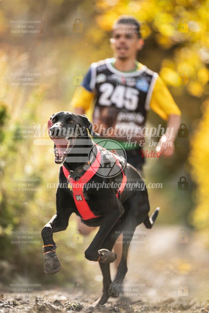 MompixPhotography_ICF_WC_2024_SA_Run_-36 | PayLife