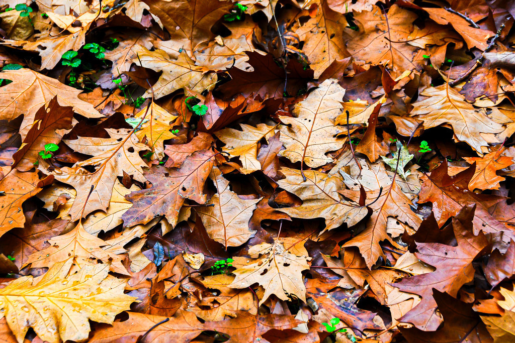 Der warme Mantel des Herbstes | Ein dichter Teppich aus rotbraunem und goldenem Eichenlaub bedeckt den Waldboden und hüllt die Natur in spürbare Herbstruhe. Zwischen den charakteristisch gezackten Blättern blitzten vereinzelt winzige, feurig grüne Halme und Sprösslinge hervor – ein hoffnungsvoller Kontrast, der das ewige Leben unter der erdigen Schicht erahnen lässt. Die feinen Strukturen und meisterhaften Erdtöne strahlen Geborgenheit und Erdung aus. Ein ausdrucksstarkes Naturschauspiel, das die verzaubernde melancholische Schönheit des späten Jahres einfängt. - Realisiert mit Pictrs.com