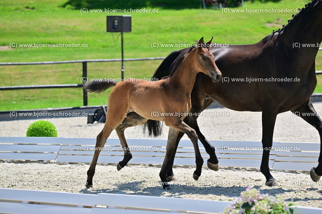 056_Scolari - Finest_819_2888 | Björn Schroeder Pferdefotografie