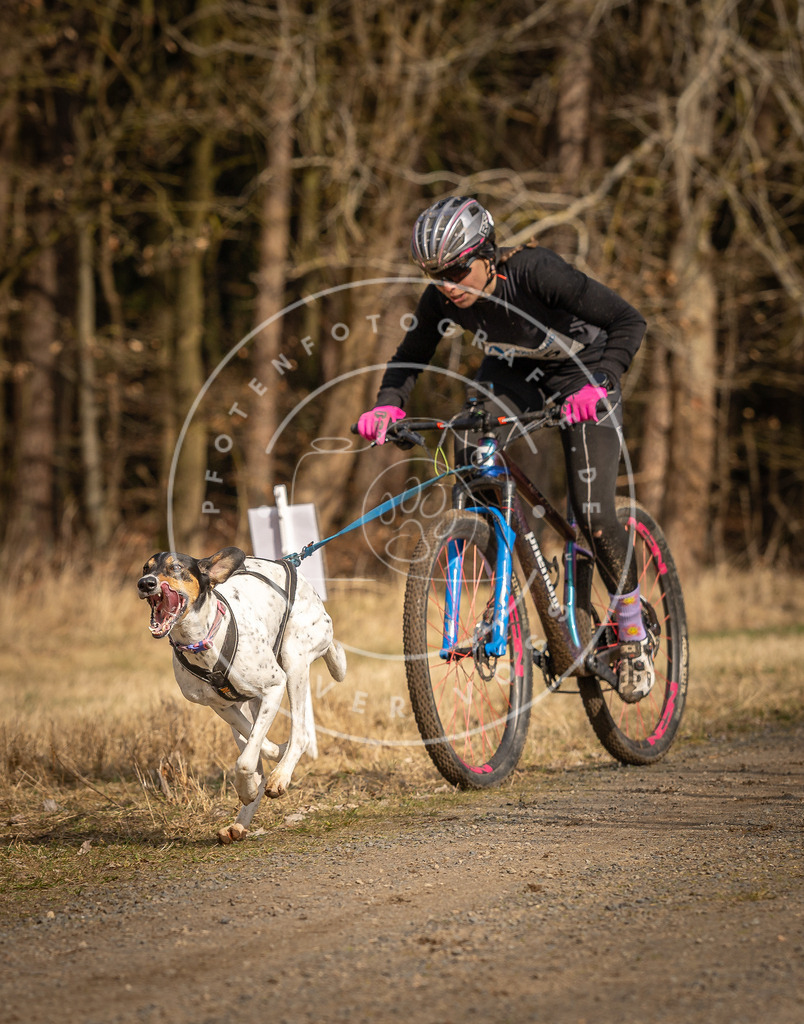 DV3A4237 | Hundefotografie, Tierfotograf, Pfotenfotografie, Fotoshooting Hund, Hunde Portrait, Hundesport, Hundeportraits, Heideshooting, Hunde, Sportfotograf, Hundefotograf, Turnierhundsport, THS,  - Realisiert mit Pictrs.com