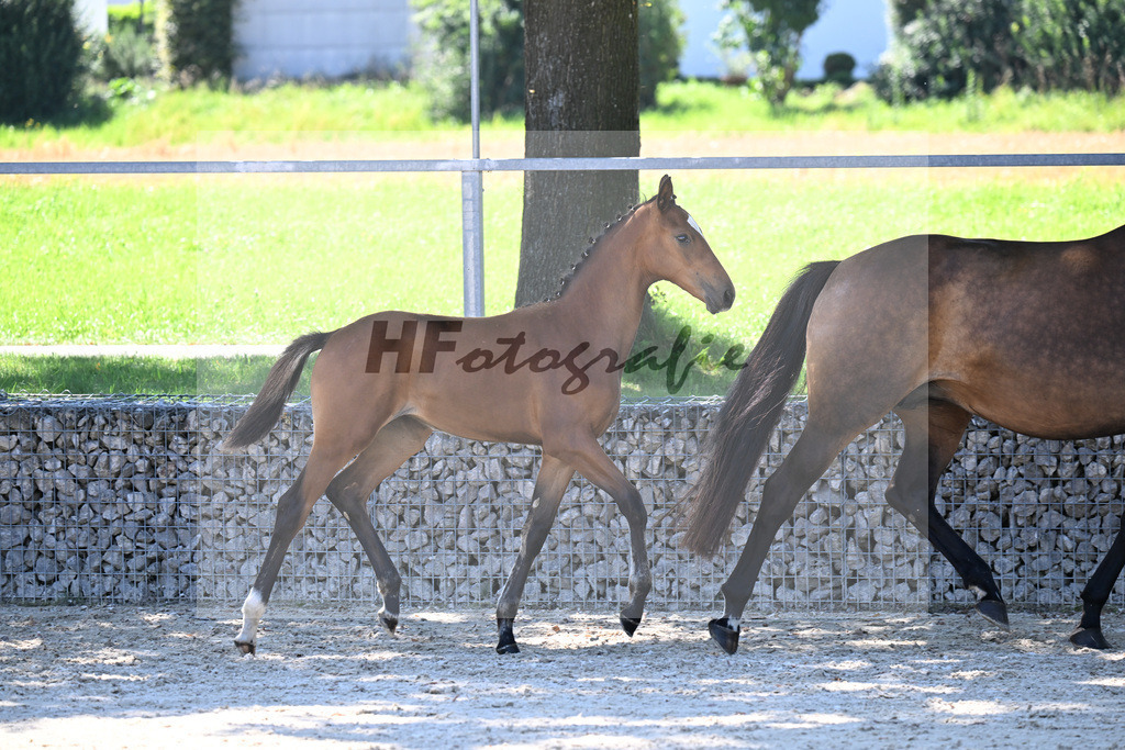 Kat-Nr. 3 Estobar NRW x Dante Weltino_SF_Arnold_26250332 | hf-fotografie - Realisiert mit Pictrs.com