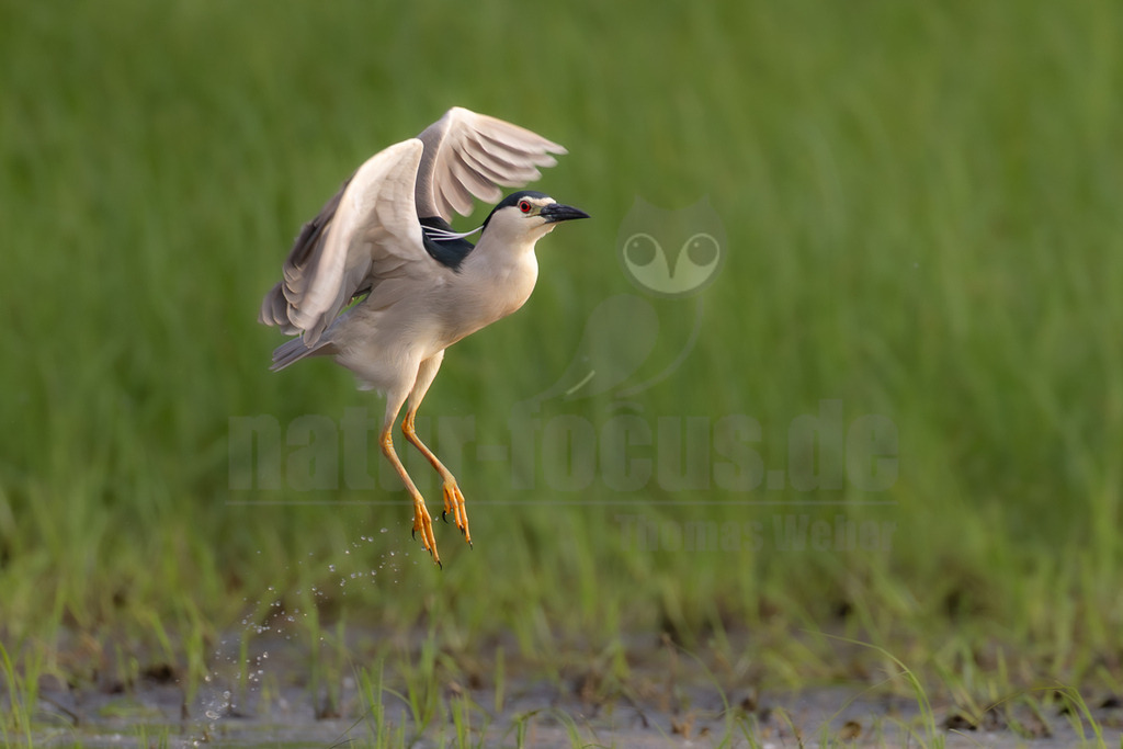 R6M35863_20260531 | Ein Nachtreiher (Nycticorax nycticorax) ist im Moment des Abhebens von einer Wasseroberfläche festgehalten, wobei Wasser unter seinen gelben Beinen spritzt. Der Vogel hat eine markante schwarze Kappe, leuchtend rote Augen, einen dunklen Schnabel, weiße Unterseiten und graue Flügel, die weit ausgebreitet sind. Der Hintergrund besteht aus unscharfem, sattgrünem Gras, das eine natürliche Umgebung darstellt. - Realisiert mit Pictrs.com