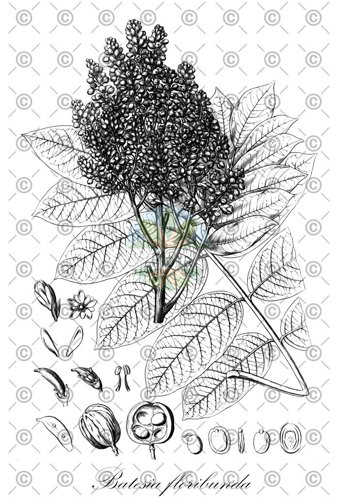 HistAbb_wfo-0000320336_1_ENZY_Simple | Historische Abbildung von Batesia floribunda - Fabaceae | Historical Illustration of Batesia floribunda - Fabaceae