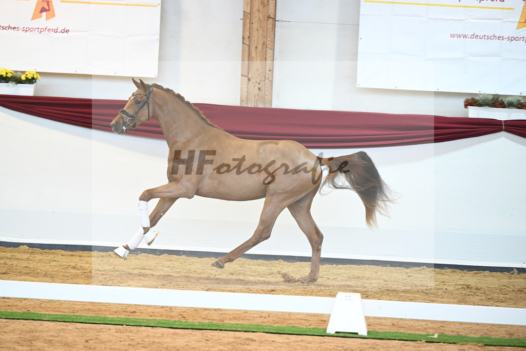 Kat-Nr. 52 v. Vaderland_Galneder_66220773 | hf-fotografie - Realisiert mit Pictrs.com