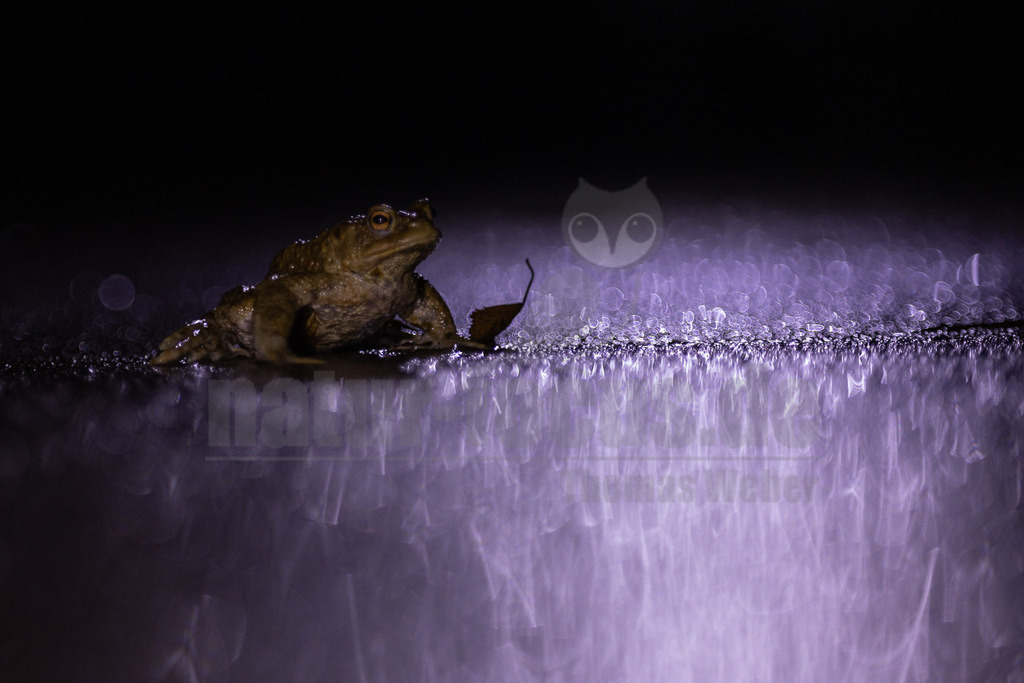 R5NF3899-20230218 | Die Erdkröte ist ein häufiger und im paläarktischen Raum weit verbreiteter Froschlurch aus der Gattung der Echten Kröten innerhalb der Familie der Kröten. Wikipedia - Realisiert mit Pictrs.com