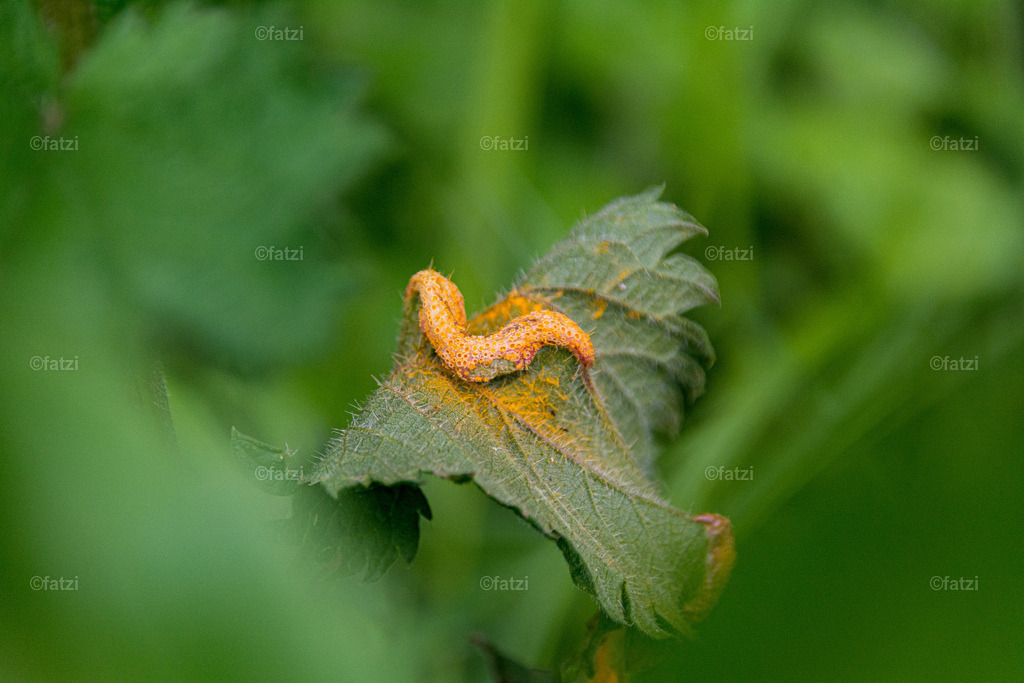 Rostpilz_Bennnessel_fatzi013-k | Fatzi Bilder-Archiv! 
Die Bilder sind für private Nutzung lizenzfrei. Die kommerzielle Nutzung ist möglich und erwünscht, jedoch bitte ich um vorherige Kontaktaufnahme per E-Mail (info@fatzi.at) oder unter +43 650 7828269 - Realisiert mit Pictrs.com