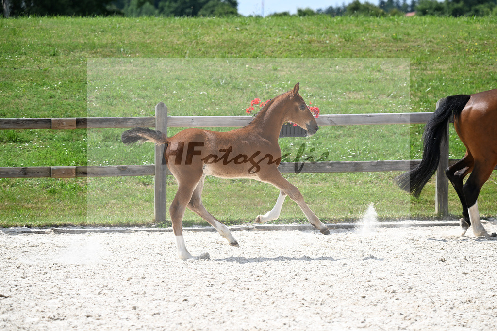 Kat-Nr. 28 Kassander vant Roosakker x Candyman_SF_Zitzelsberger_15250865 | hf-fotografie - Realizzato con Pictrs.com