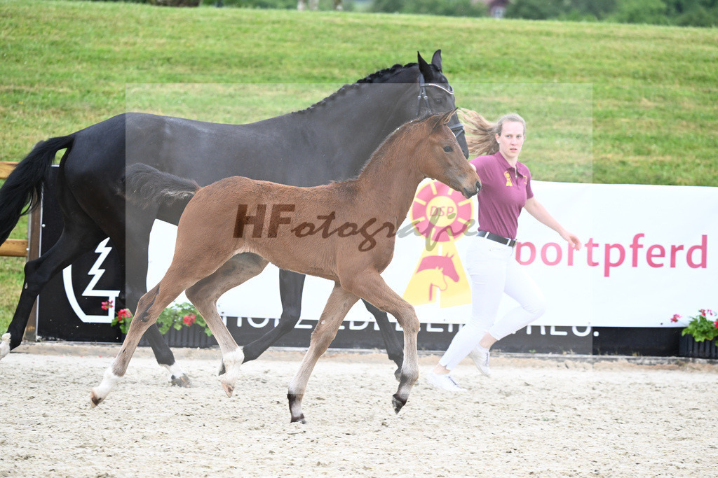 Kat-Nr. 61 HF DSP Va Bene_Geyer_17231574 | hf-fotografie - Realisiert mit Pictrs.com
