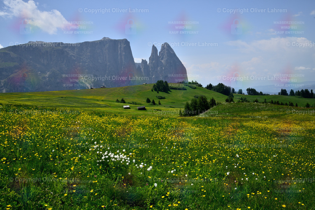 Frühsommer auf der Seiser Alm | Auf einer Wanderung über die Seiser Alm im Frühsommer,  mit blühenden grünen Wiesen , kleinen Berghütten und dem markanten Schlern im Hintergrund.