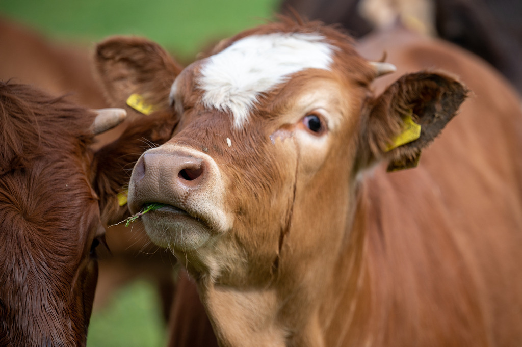 Rind in der Pubertät | Die schönsten Bilder für Ihre Räume online bestellen! In unseren Bildergalerien findet Sie alles was es für Ihre Räume braucht. Lassen Sie sich überraschen ☺️ - Realisiert mit Pictrs.com