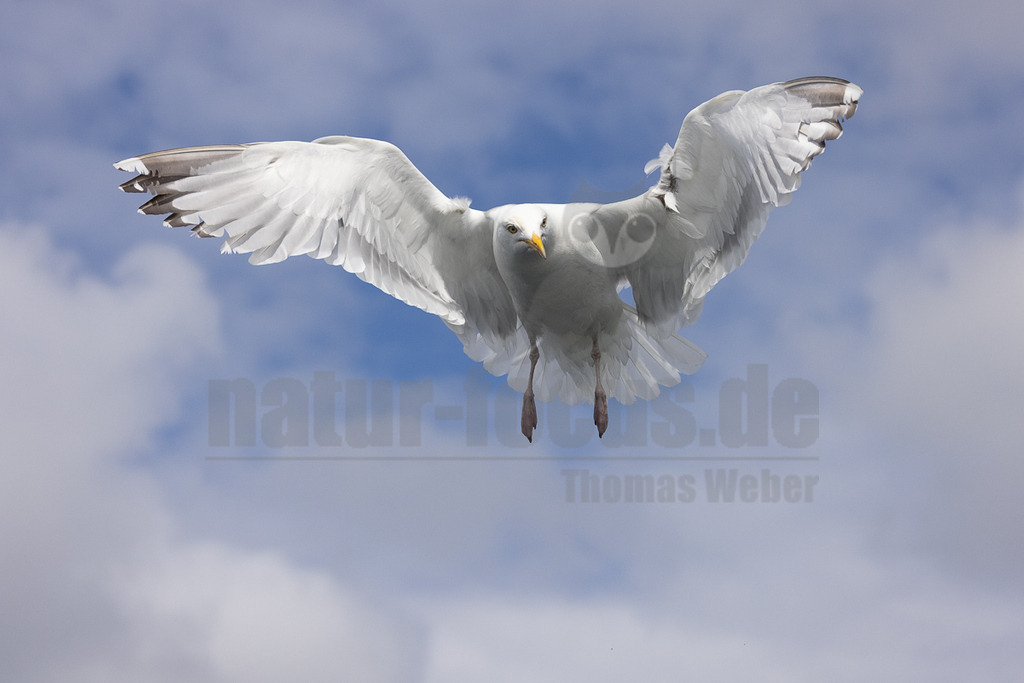 R5NF3923-20230720 | Das Bild zeigt eine Möwe (vermutlich *Larus argentatus*) im Flug vor einem Himmel mit Wolken. Die Möwe hat ihre Flügel weit ausgebreitet und scheint direkt auf den Betrachter zuzusteuern. Es ist keine Interaktion mit anderen Tieren oder Objekten erkennbar. - Realisiert mit Pictrs.com