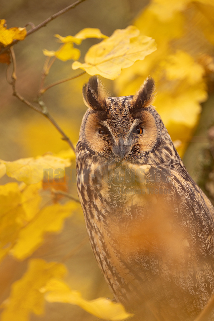 R5NF8225_20241116 | Die Waldohreule ist kleiner, schlanker und hat längere Flügel als der dickköpfige Waldkauz. Sie besitzt außerdem Federohren, der Waldkauz hingegen nicht.
Die Waldohreule hat orange- bis feurig-gelbe, der Waldkauz schwarze Augen. - Realisiert mit Pictrs.com