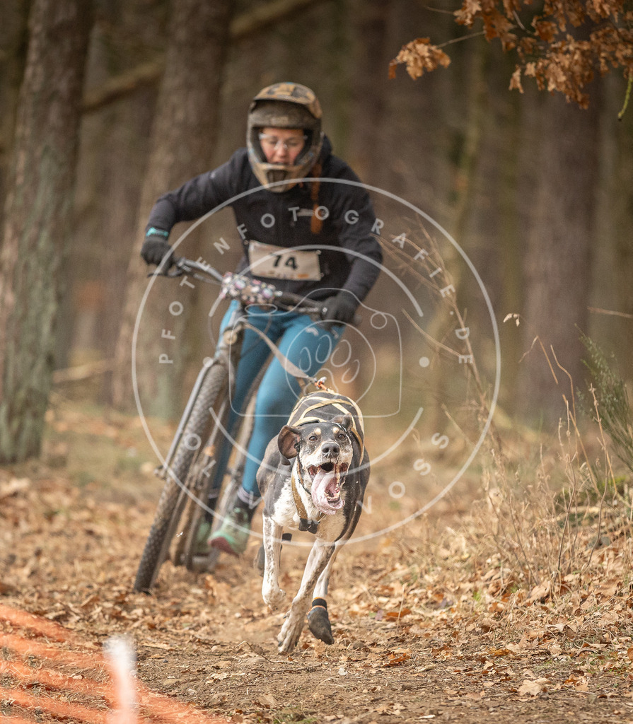 Pfotenfotografie_DV3A4042 | Hundefotografie, Tierfotograf, Pfotenfotografie, Fotoshooting Hund, Hunde Portrait, Hundesport, Hundeportraits, Heideshooting, Hunde, Sportfotograf, Hundefotograf, Turnierhundsport, THS,  - Realisiert mit Pictrs.com