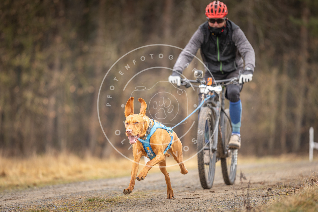 DV3A3316 | Hundefotografie, Tierfotograf, Pfotenfotografie, Fotoshooting Hund, Hunde Portrait, Hundesport, Hundeportraits, Heideshooting, Hunde, Sportfotograf, Hundefotograf, Turnierhundsport, THS,  - Realisiert mit Pictrs.com