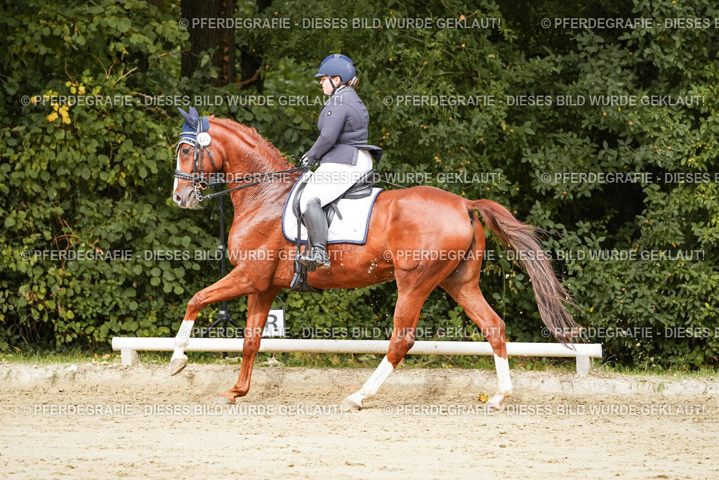 DSC03212 | Pferdegrafie